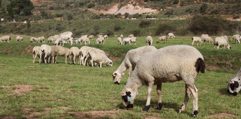 Identificada una variante génica en tres razas autóctonas de Teruel asociadas a la prolificidad 