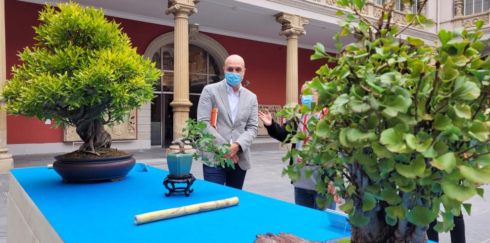 El Museo de Zaragoza se llena de naturaleza con una exposición de bonsáis