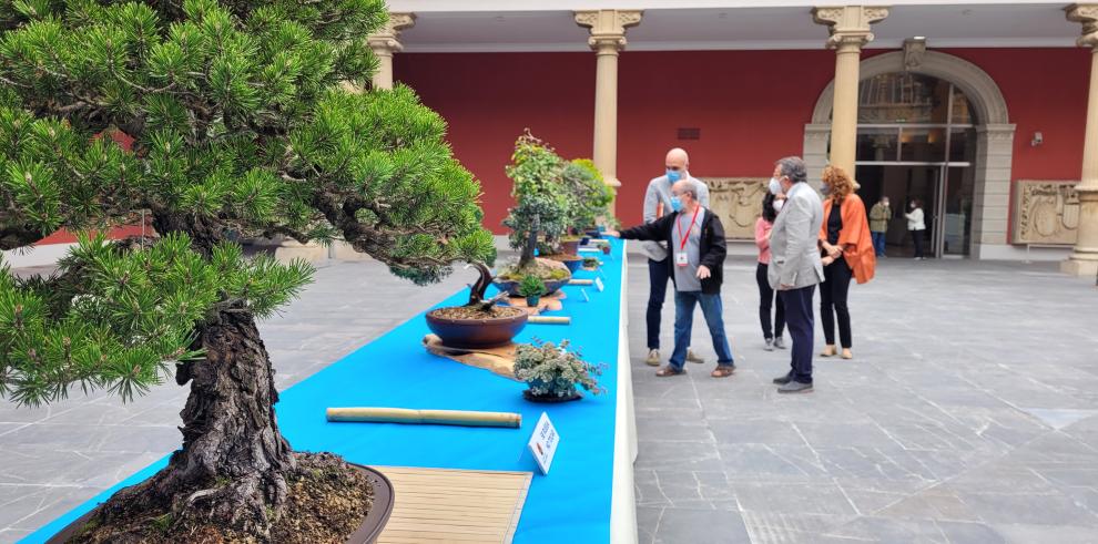 El Museo de Zaragoza se llena de naturaleza con una exposición de bonsáis