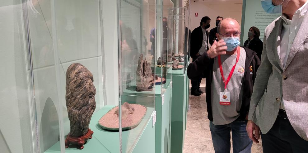 El Museo de Zaragoza se llena de naturaleza con una exposición de bonsáis