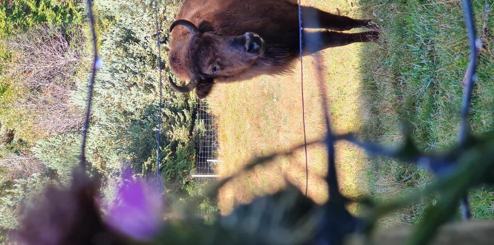 El Gobierno de Aragón colabora con Lacuniacha en la conservación de la fauna amenazada