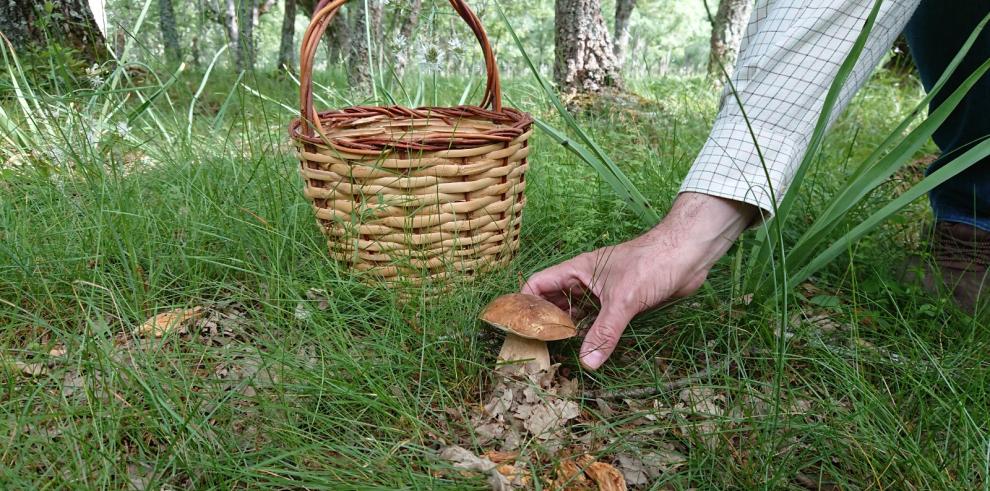 El CITA pone en marcha el proyecto de ciencia ciudadana “InterFungi.net”