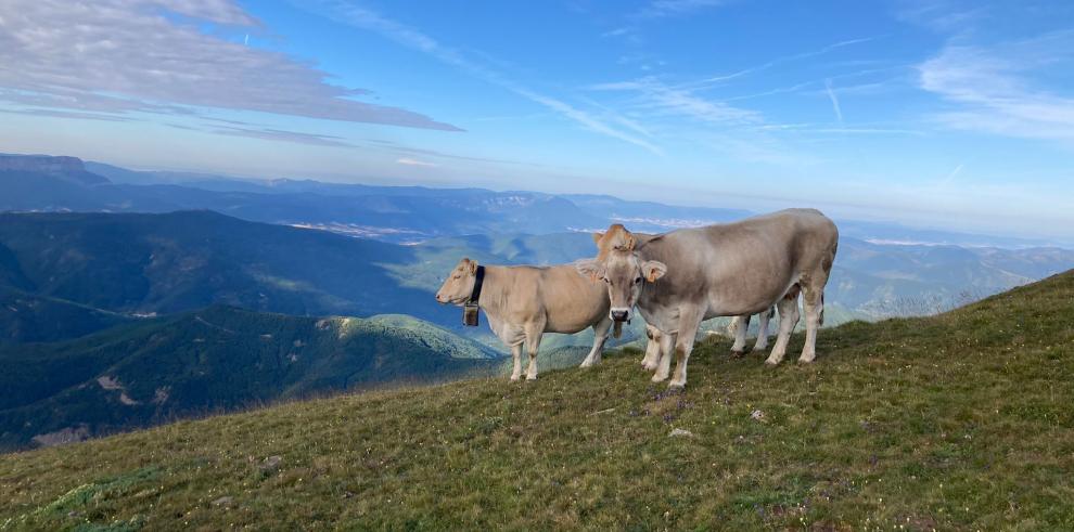 Investigadores del CITA participan en el 72 Congreso Anual de la Federación Europea de Ciencia Animal 