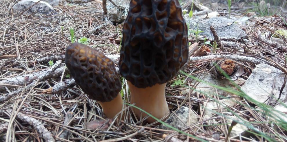 El proyecto FungiGO organiza un curso para recolectores profesionales de setas silvestres