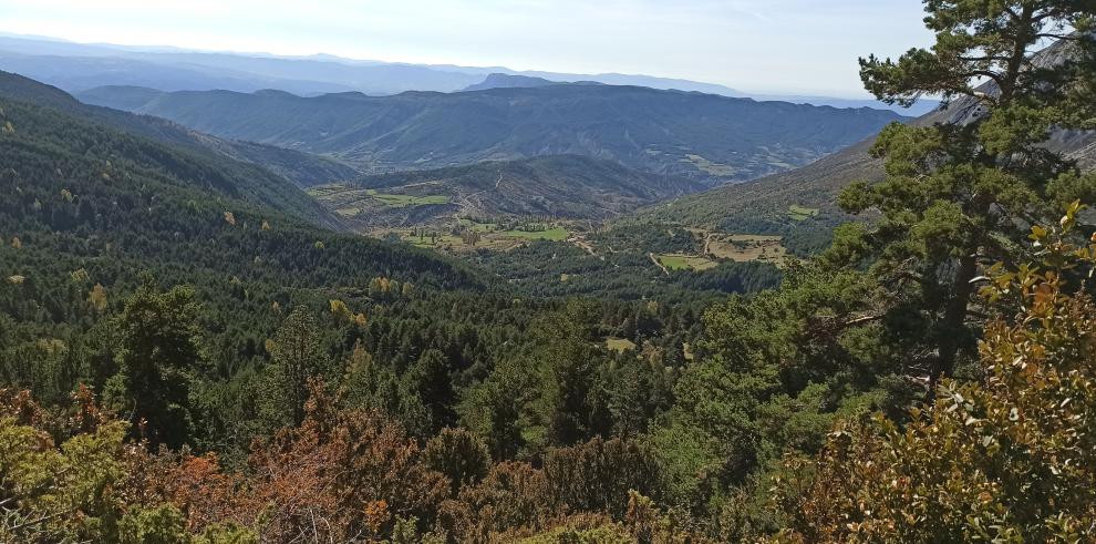 FORGENIUS, un proyecto para desarrollar métodos y herramientas con el fin de entender mejor las características y el valor de los recursos genéticos forestales