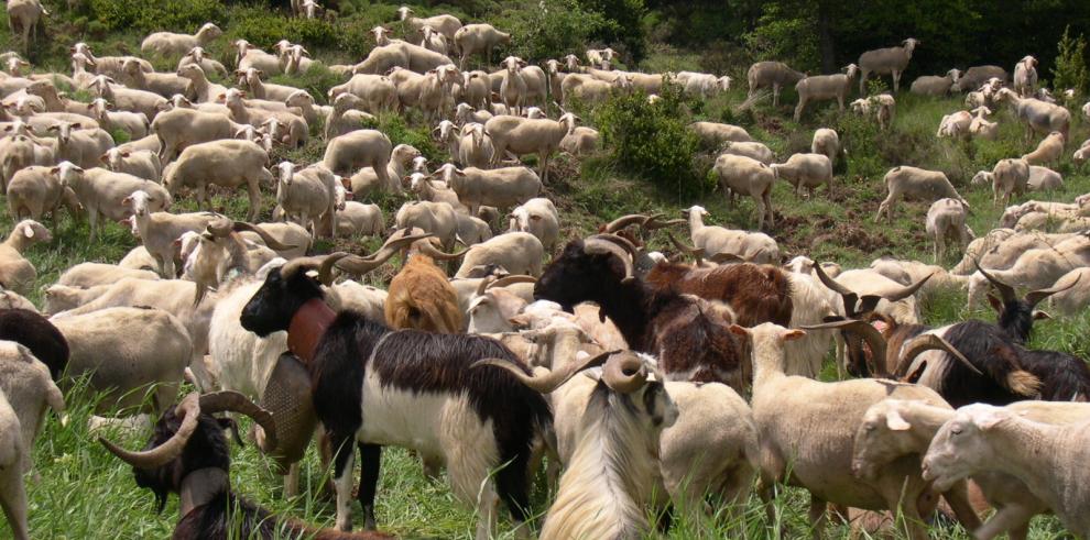 Veinte años de investigaciones del CITA en ganadería sostenible en la Sierra de Guara