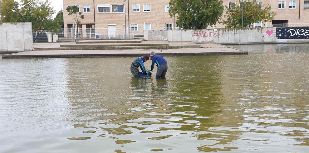 La aclimatación y reproducción de los blenios liberados en las inmediaciones de Zaragoza es ya un hecho