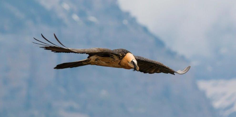 Una pareja reproductora de quebrantahuesos se afianza en el Moncayo, aunque no logra reproducirse con éxito en su segundo intento