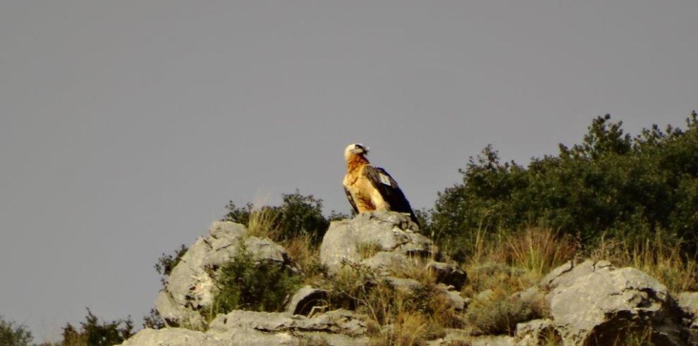 Una pareja reproductora de quebrantahuesos se afianza en el Moncayo, aunque no logra reproducirse con éxito en su segundo intento