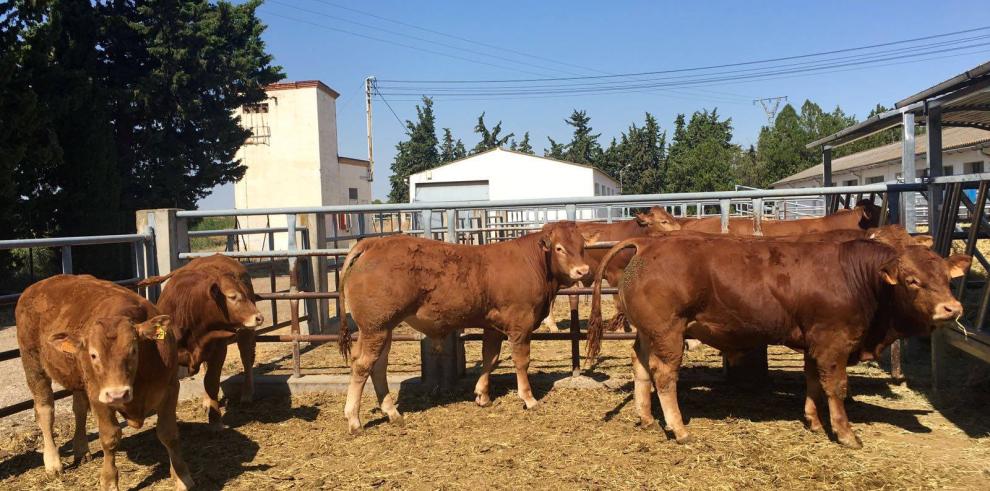 El CITA participa en el proyecto RecriaINNOVA sobre el desarrollo y selección de los futuros reproductores de Raza Limusina en Aragón