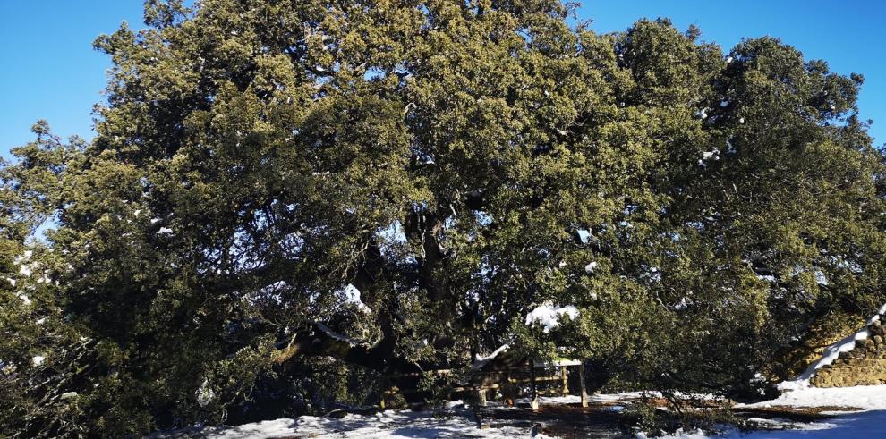 Olona confía en que la carrasca milenaria de Lecina se convierta mañana en el Árbol Europeo del Año 2021