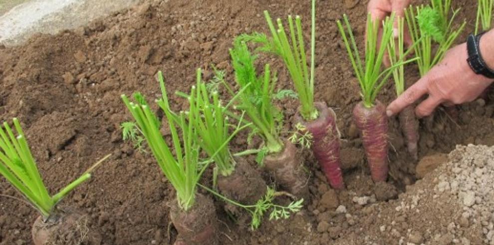 Investigadores del CITA participan en el Congreso en red de Economía, Ingeniería  y Postcosecha de la Sociedad Española de Ciencias Hortícolas