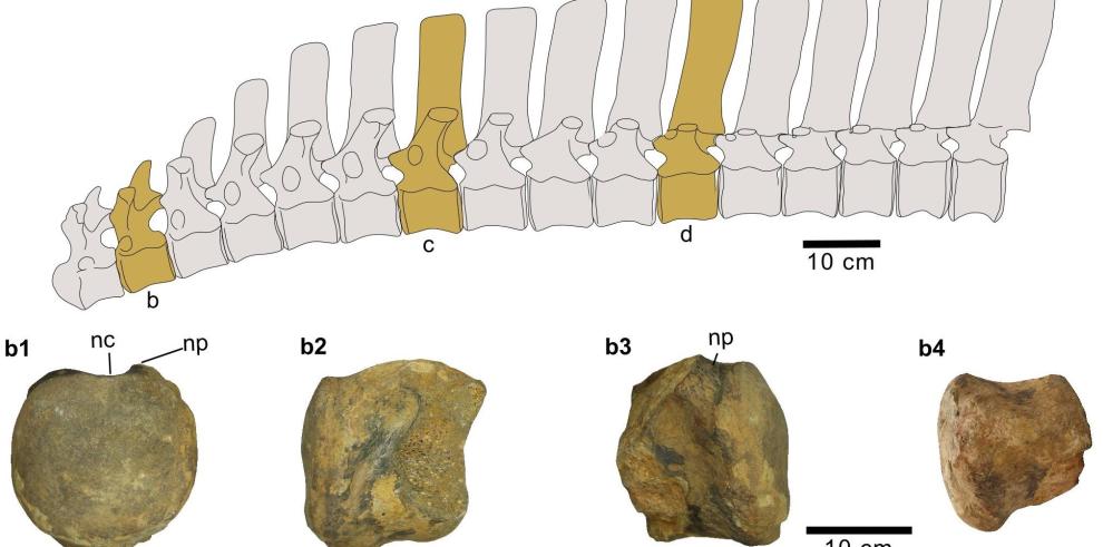 El dinosaurio Iguanodon Galvensis amplía su antigüedad geológica con fósiles de Cabra de Mora 