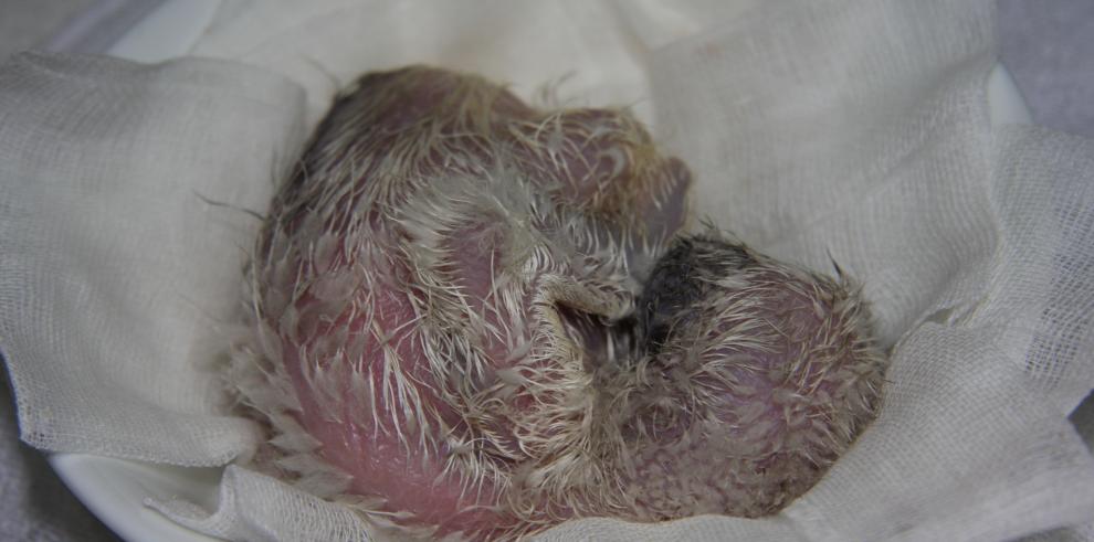 Nace el séptimo pollo de quebrantahuesos en cautividad en Aragón