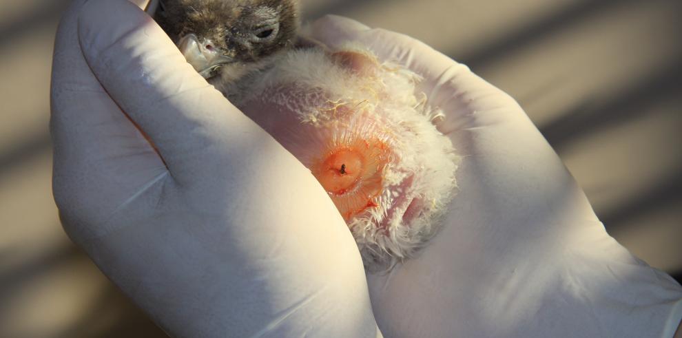 Nace el séptimo pollo de quebrantahuesos en cautividad en Aragón