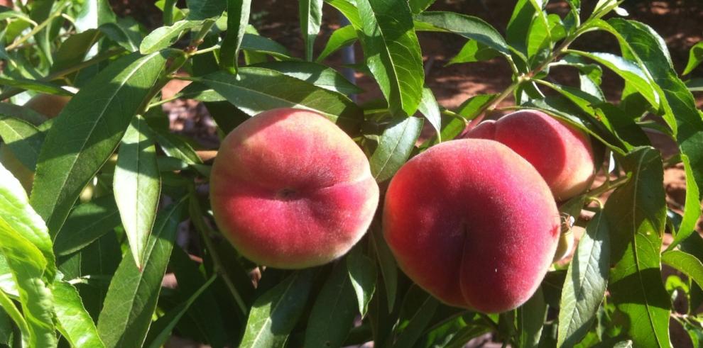 Arex y el Ayuntamiento de Fraga pondrán en marcha una misión comercial con Emiratos Árabes para las empresas del sector de la fruta