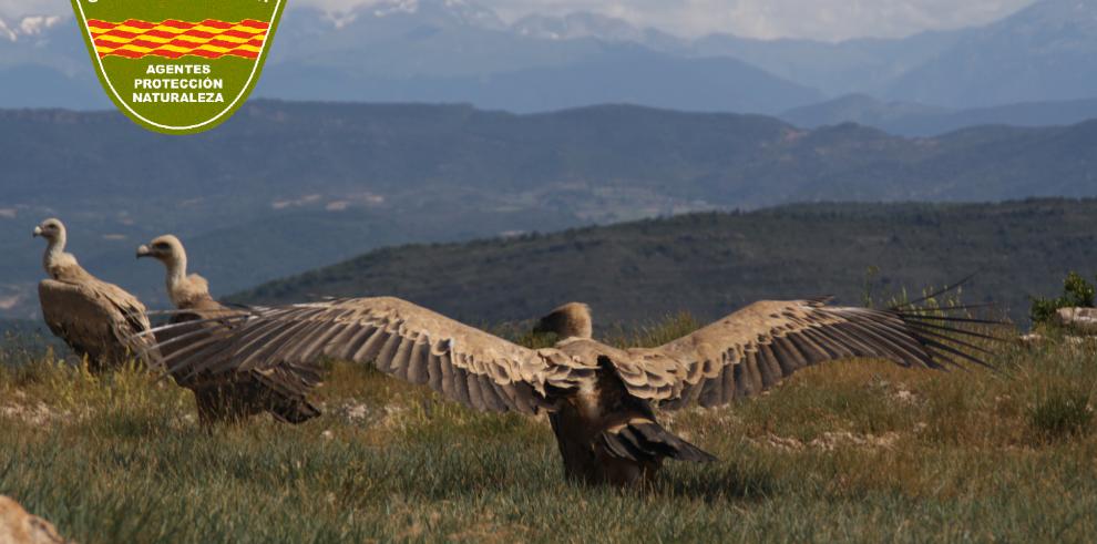 Agentes de Protección de la Naturaleza elaboran un censo simultáneo de buitre leonado en los muladares de Aragón