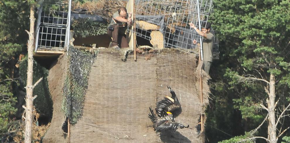 Liberados los dos primeros pollos de quebrantahuesos criados en el nuevo centro de cría en cautividad de La Alfranca