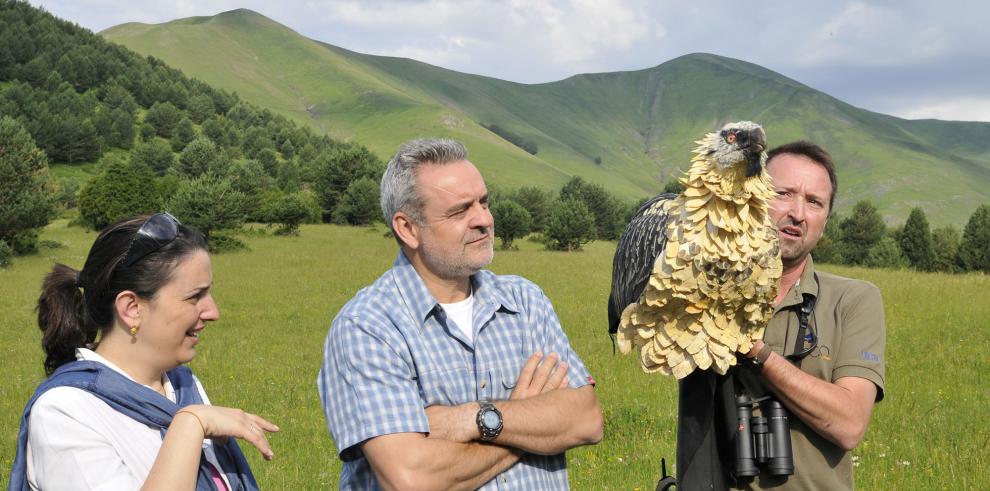 Liberados los dos primeros pollos de quebrantahuesos criados en el nuevo centro de cría en cautividad de La Alfranca