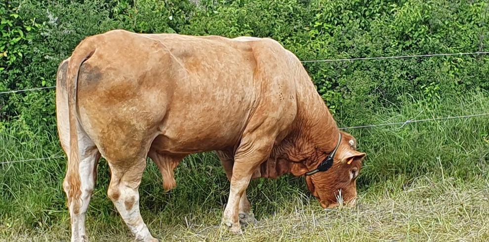 La Reserva Biosfera Ordesa - Viñamala coordinará un nuevo proyecto de cooperación innovador para optimizar la ganadería extensiva