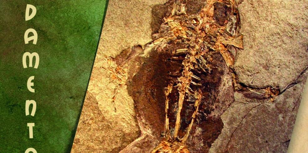 Fósiles de Libros (Teruel) protagonizan otro relevante avance metodológico en Paleontología