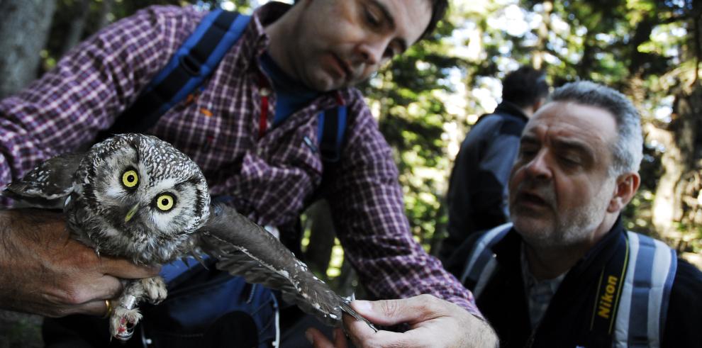 El Departamento de Medio Ambiente inicia una campaña de colocación de cajas nido para la conservación del mochuelo boreal