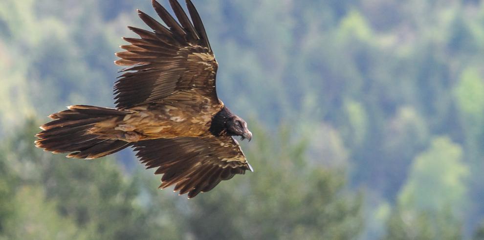 Los Picos de Europa esperan al quebrantahuesos 