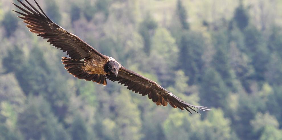 Los Picos de Europa esperan al quebrantahuesos 