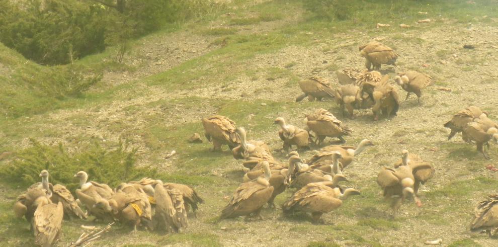 Los Picos de Europa esperan al quebrantahuesos 