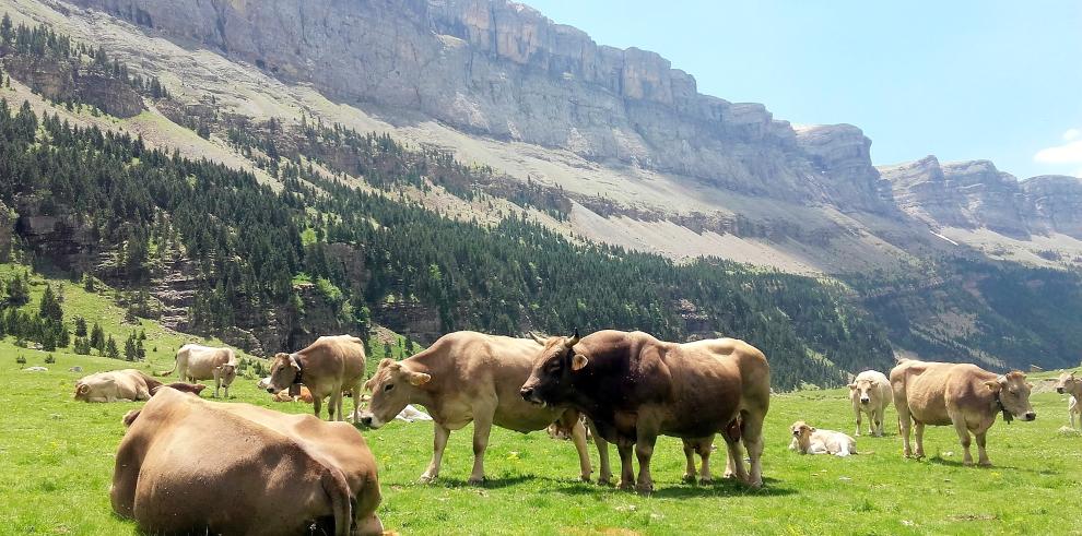 Investigadores del CITA participan en el 70 Congreso Anual de la Federación Europea de Ciencia Animal en Gante