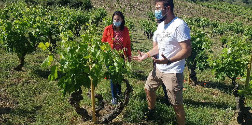 El Gobierno de Aragón lanza una estrategia para poner en valor el sector del vino a través del talento de sus profesionales