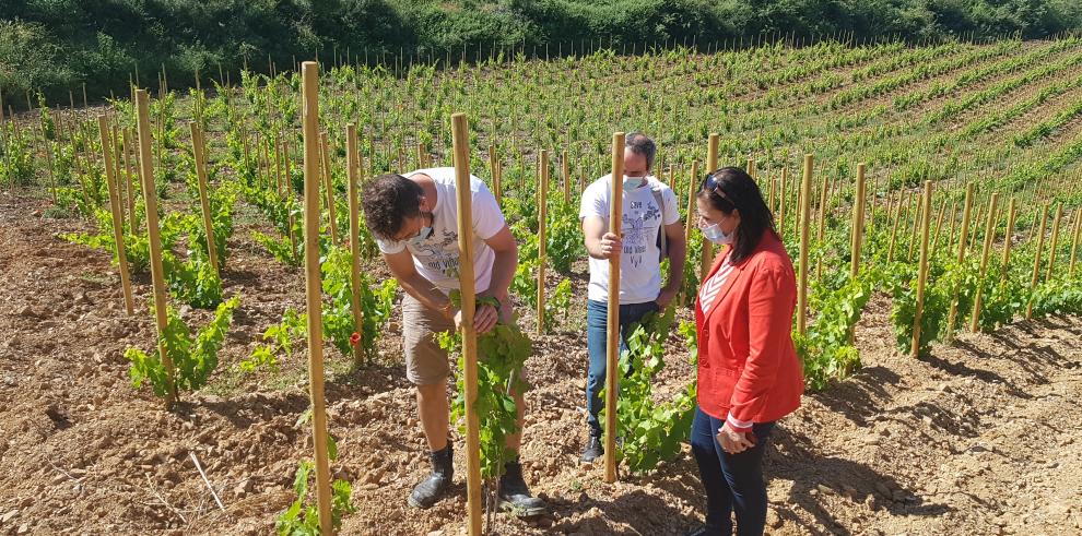 El Gobierno de Aragón lanza una estrategia para poner en valor el sector del vino a través del talento de sus profesionales