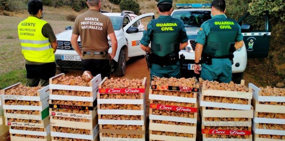 Intervenidos más de 160 kilos de rebollones en Villalengua