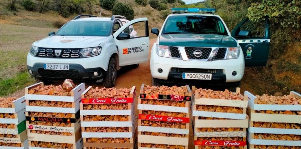 Intervenidos más de 160 kilos de rebollones en Villalengua