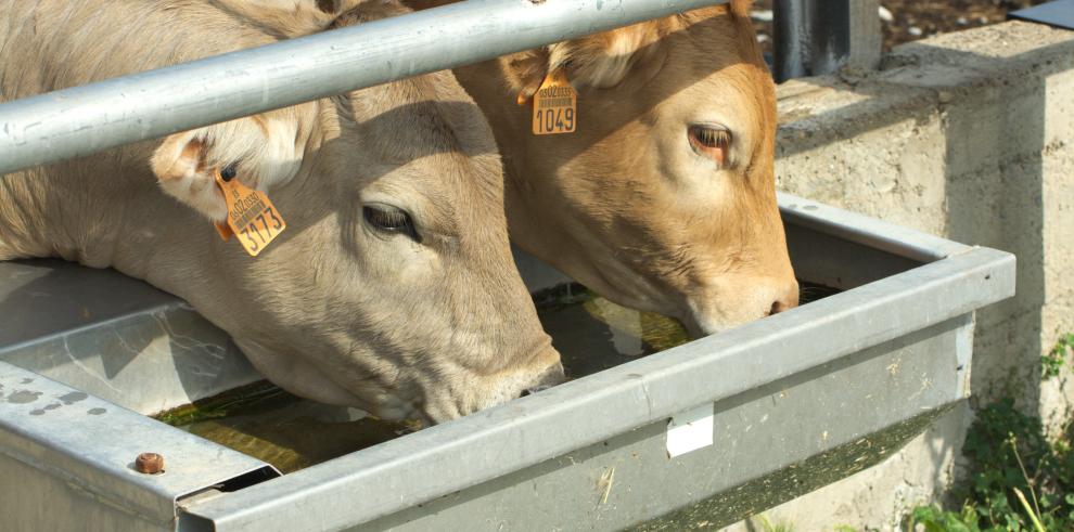 A partir de mañana podrán solicitarse las ayudas al almacenamiento de carnes de ovino, caprino y vacuno 