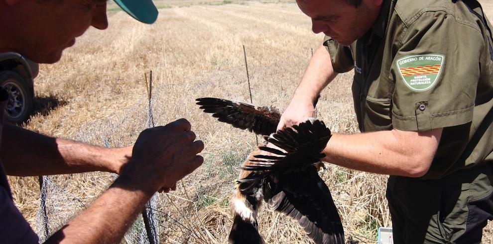 El Aguilucho cenizo vuela de nuevo por los cielos del Somontano