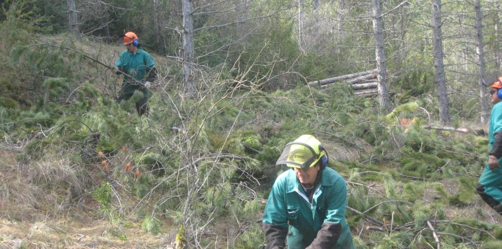 Gestión Forestal trabaja para acondicionar y repoblar los montes de la Comarca Cuencas Mineras