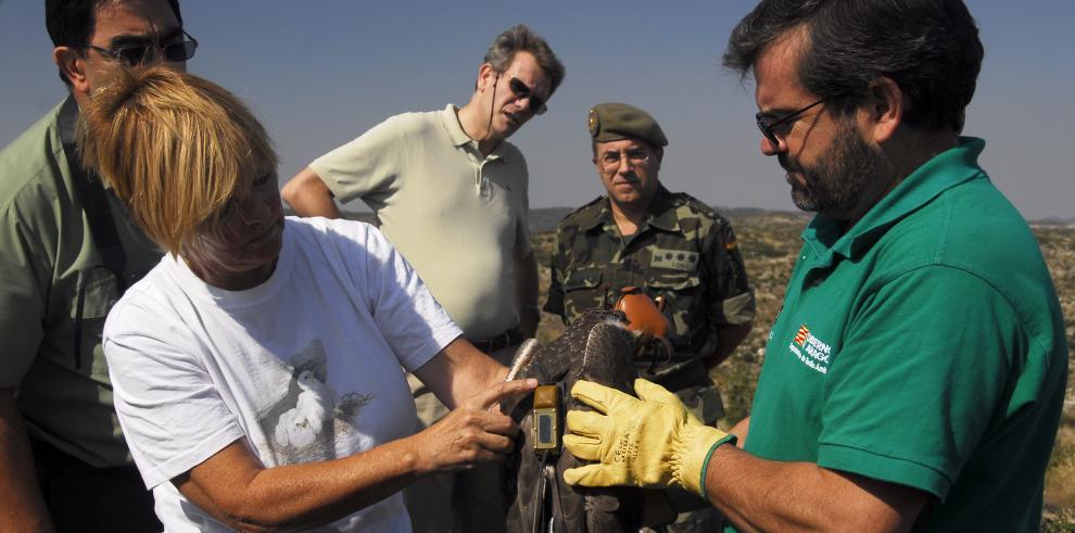 Técnicos de la Dirección General de Conservación del Medio Natural del Gobierno de Aragón procedieron esta mañana a la liberación de un ejemplar joven de águila-azor perdicera que tras haber sido recuperado de una infección en el Centro de Recuperación de