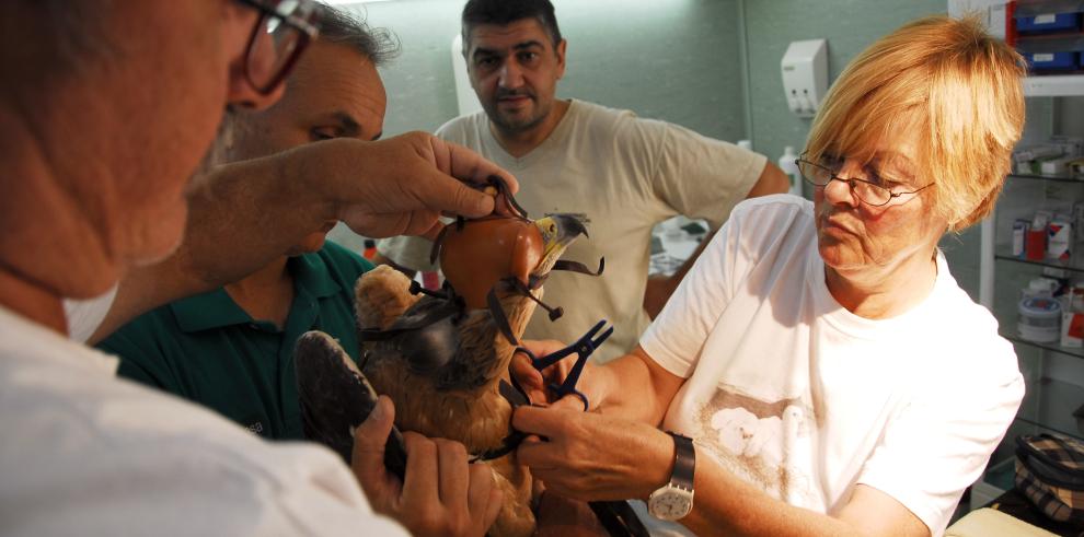 Técnicos de la Dirección General de Conservación del Medio Natural del Gobierno de Aragón procedieron esta mañana a la liberación de un ejemplar joven de águila-azor perdicera que tras haber sido recuperado de una infección en el Centro de Recuperación de
