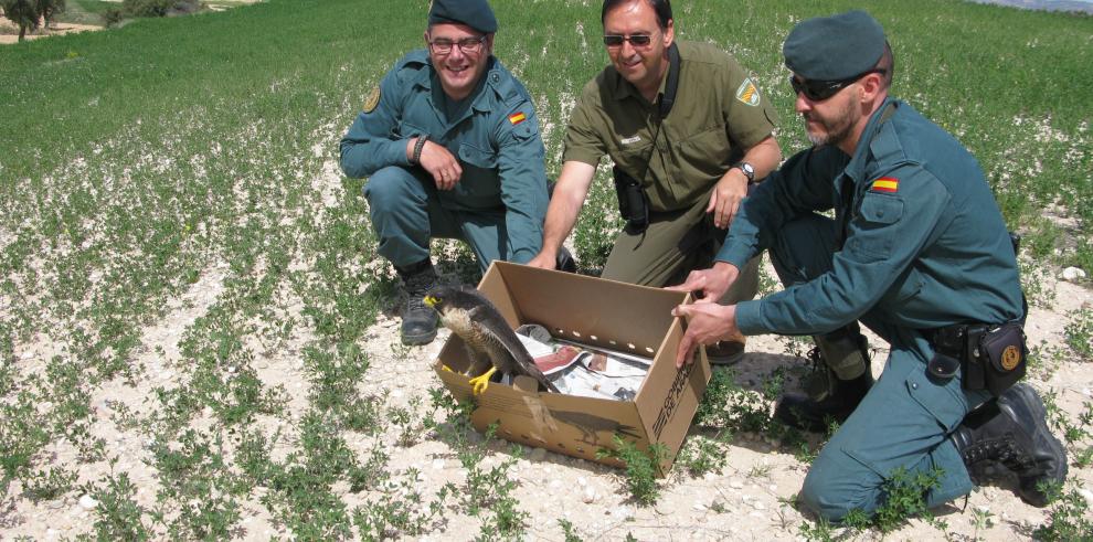 Liberado un halcón peregrino tras varias semanas de recuperación en La Alfranca