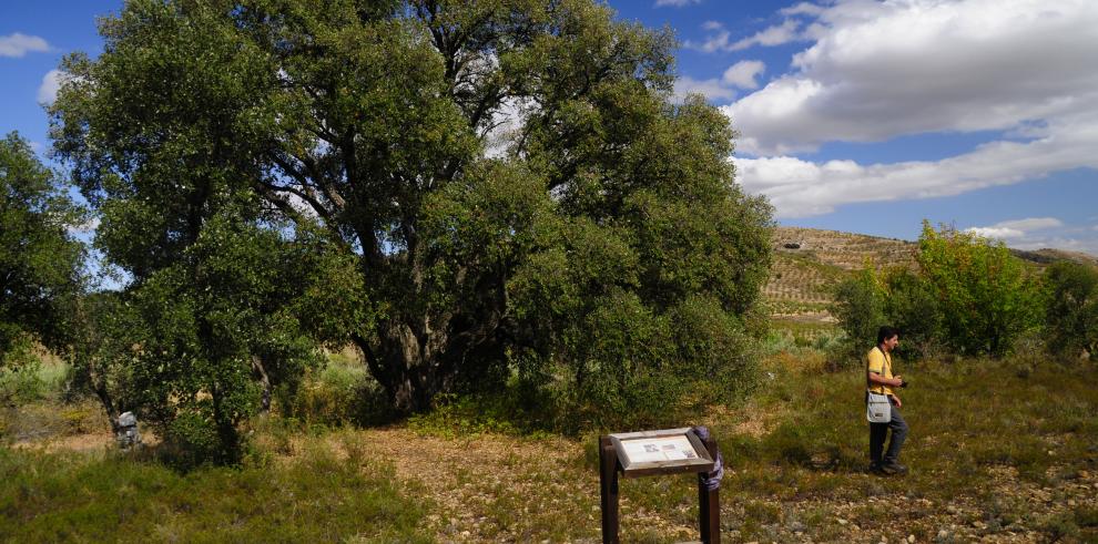 El ‘alcornoque del Prado’ de Sestrica, declarado “árbol singular”