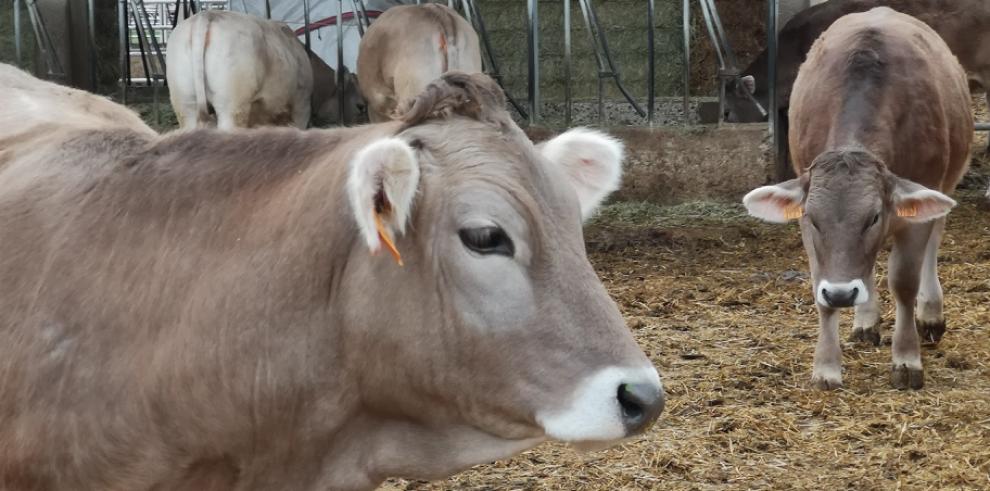 El CITA investiga cómo aprovechar los excedentes hortícolas para mejorar el perfil nutricional de la carne bovina