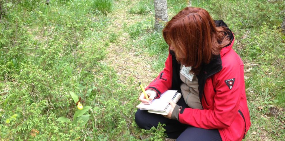 La población de la orquídea zapatito de dama, en peligro de extinción, aumenta poco a poco en el Pirineo