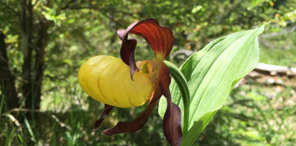 La población de la orquídea zapatito de dama, en peligro de extinción, aumenta poco a poco en el Pirineo