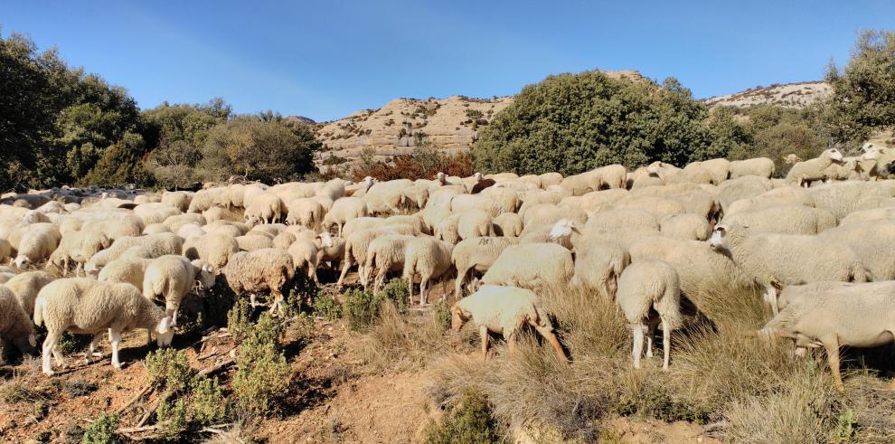 Aragón recibirá un complemento a la PAC de 924.281 euros para los ganaderos de ovino y caprino