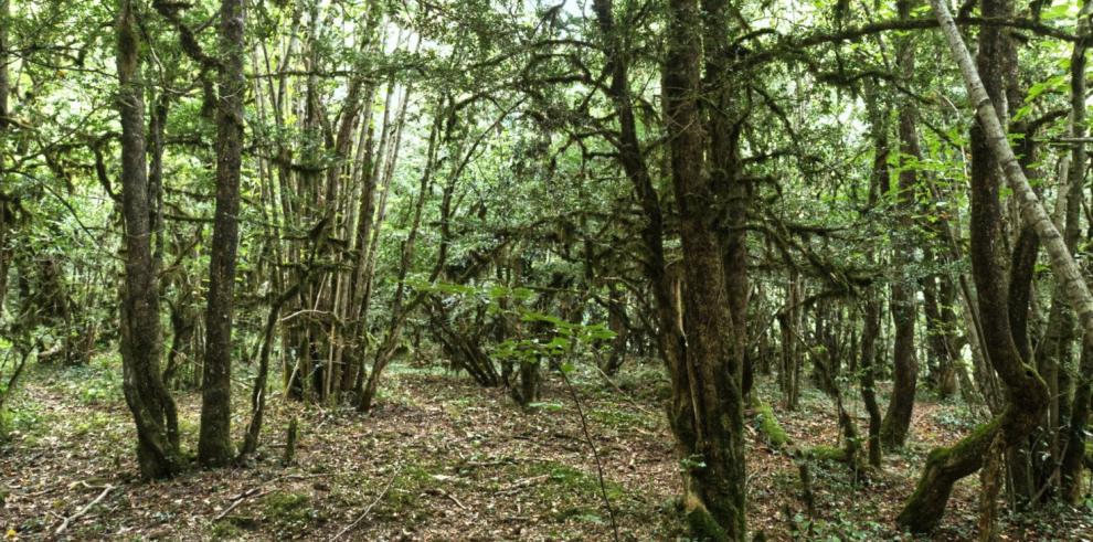 La protección de un árbol y una arboleda en Broto se someten a información pública