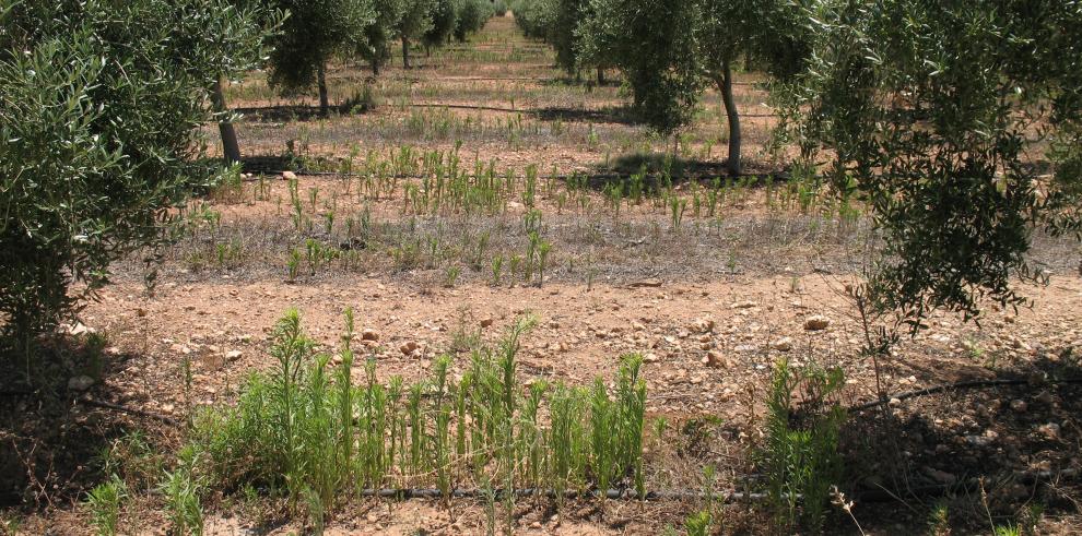 El CITA investiga la resistencia de las malas hierbas a los tratamientos con herbicidas 