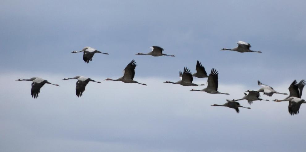 Gallocanta: un espectáculo natural de casi 30.000 grullas