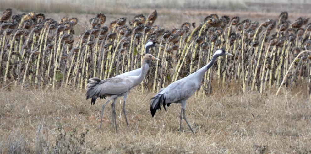 Gallocanta: un espectáculo natural de casi 30.000 grullas