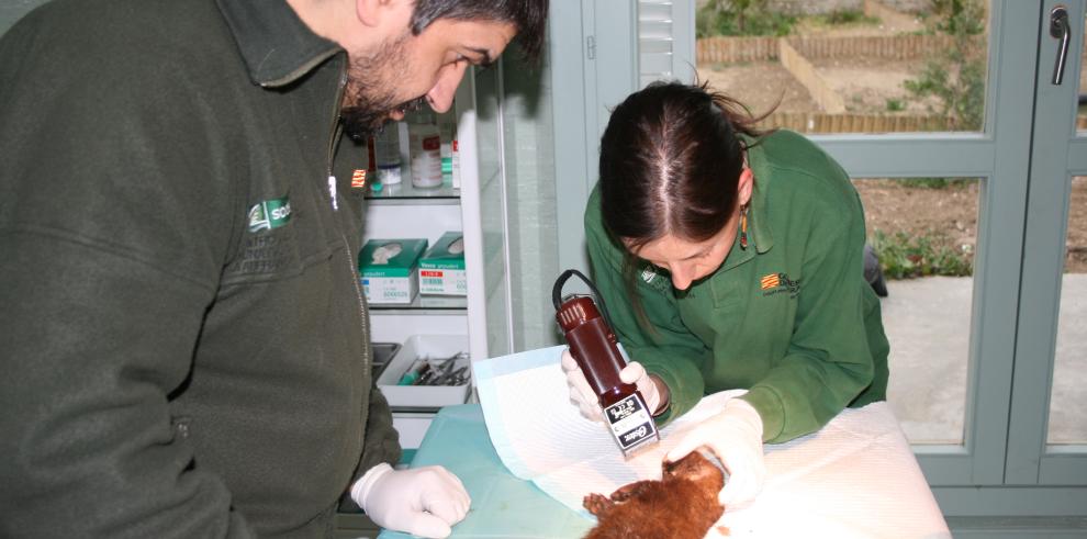 Más de mil animales son atendidos al año en el Centro de Recuperación de La Alfranca